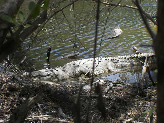 Another huge crocodile up against the bank of the bijou where they reside.