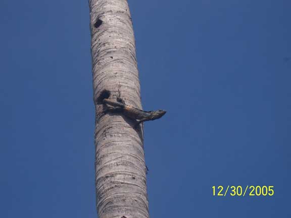 Bring your camera for wildlife shots like this free roaming iguana