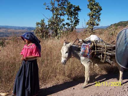 Huichol lady and donkey to carry firewood