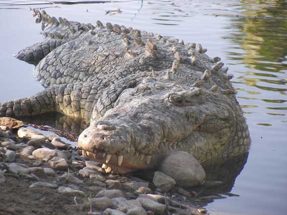 This is the same croc in the pic above. This guy ain't sleeping, he's waiting for lunch to get too close