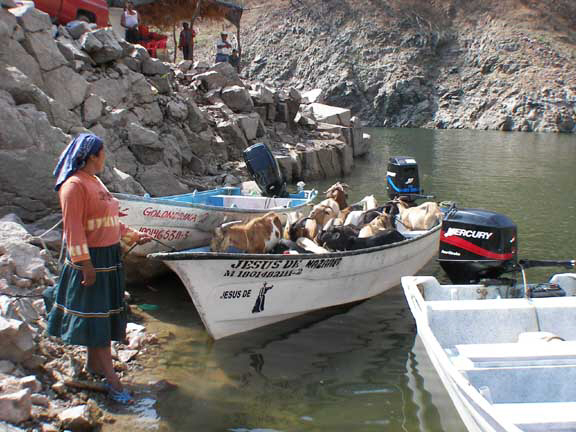 Boat load of goats headed up the lake somewhere
