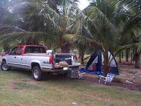 Inside the RV park; lots of palms for shade, sandy area for tents, and grassy area too.